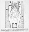 Bass 6 fig 1 img